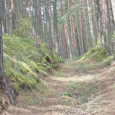 Схема вышивки «лес»