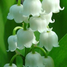 Схема вышивки «Ландыш»