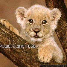 львенок