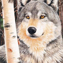 Схема вышивки «серый волк»