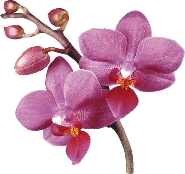 №1248663 - оригинал