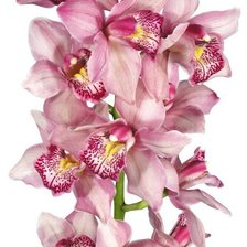 Схема вышивки «№1248674»