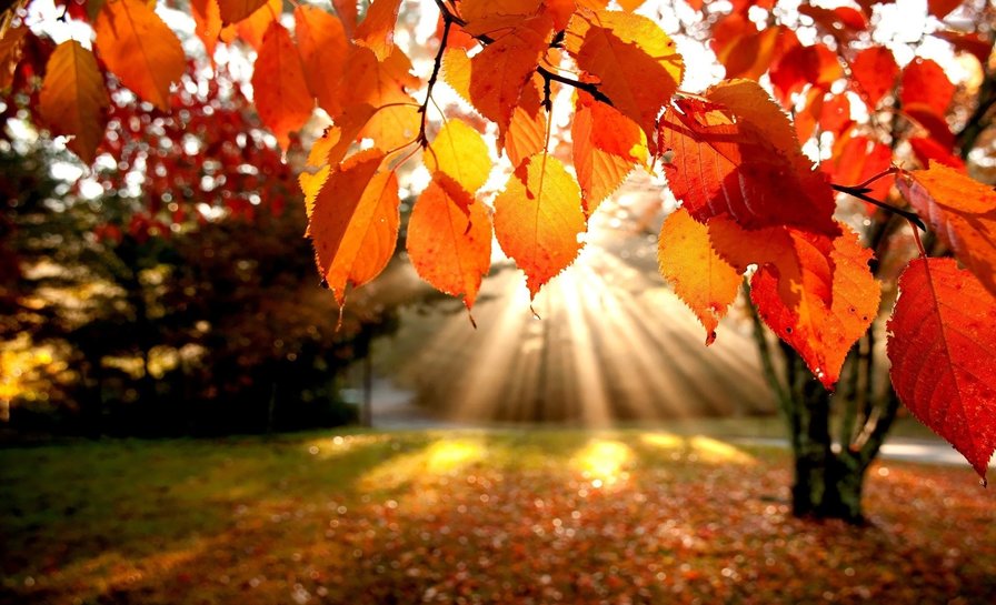 Яркая осень - осень, яркие краски, листья - оригинал