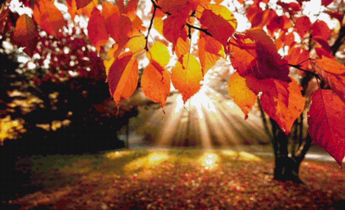 Яркая осень - листья, осень, яркие краски - предпросмотр
