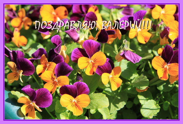 цветы-виола - оригинал