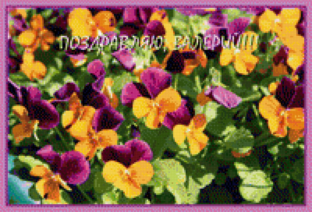 цветы-виола - предпросмотр