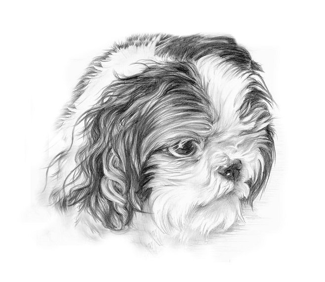 Мордашка - домашние любимцы - оригинал