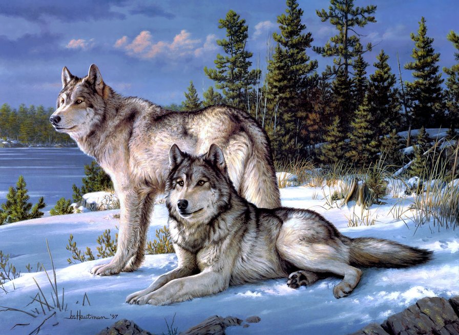 волки 5 - волки зимой, волки, пара волков - оригинал