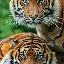тигры