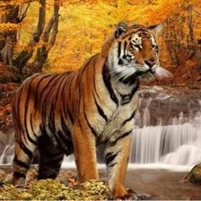 Тигр в осеннем лесу