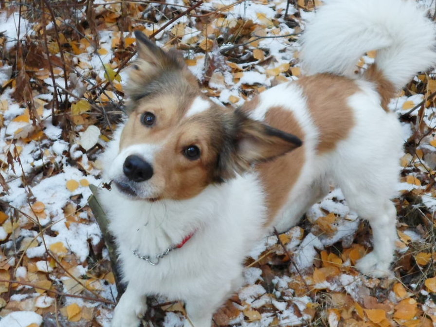 мой лучший друг - собаки - оригинал