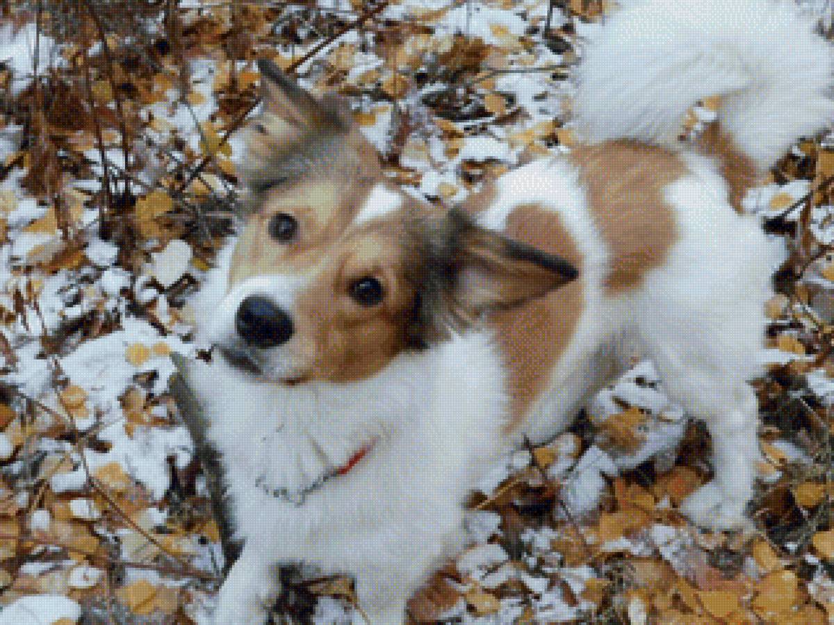 мой лучший друг - собаки - предпросмотр