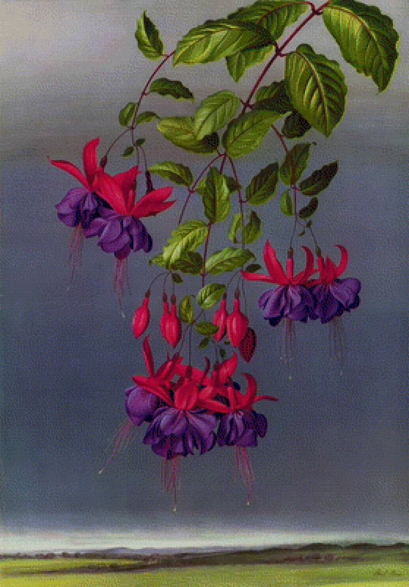 фуксия - цветы - предпросмотр