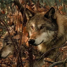 Схема вышивки «парочка волков»