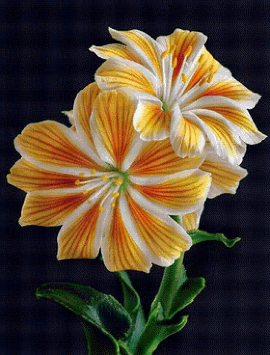 Желтый цветок. - желтый, черный, цветок, фон - предпросмотр