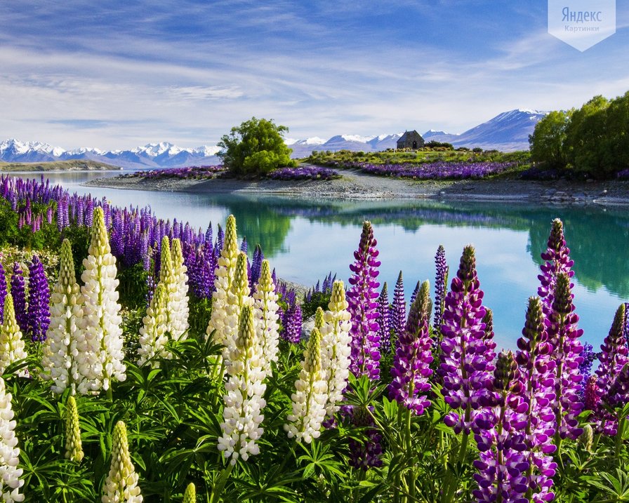 цветущий луг - природа - оригинал