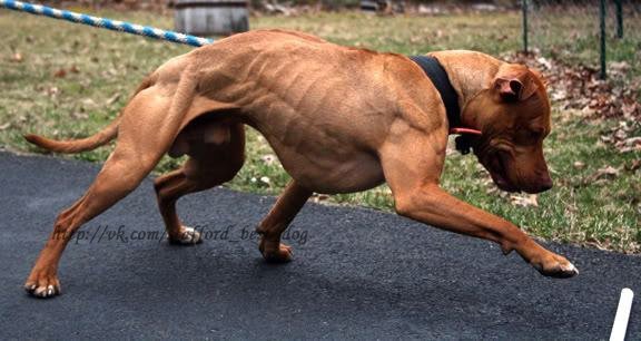 американский питбультерьер - пит, собака, питбуль, животные - оригинал