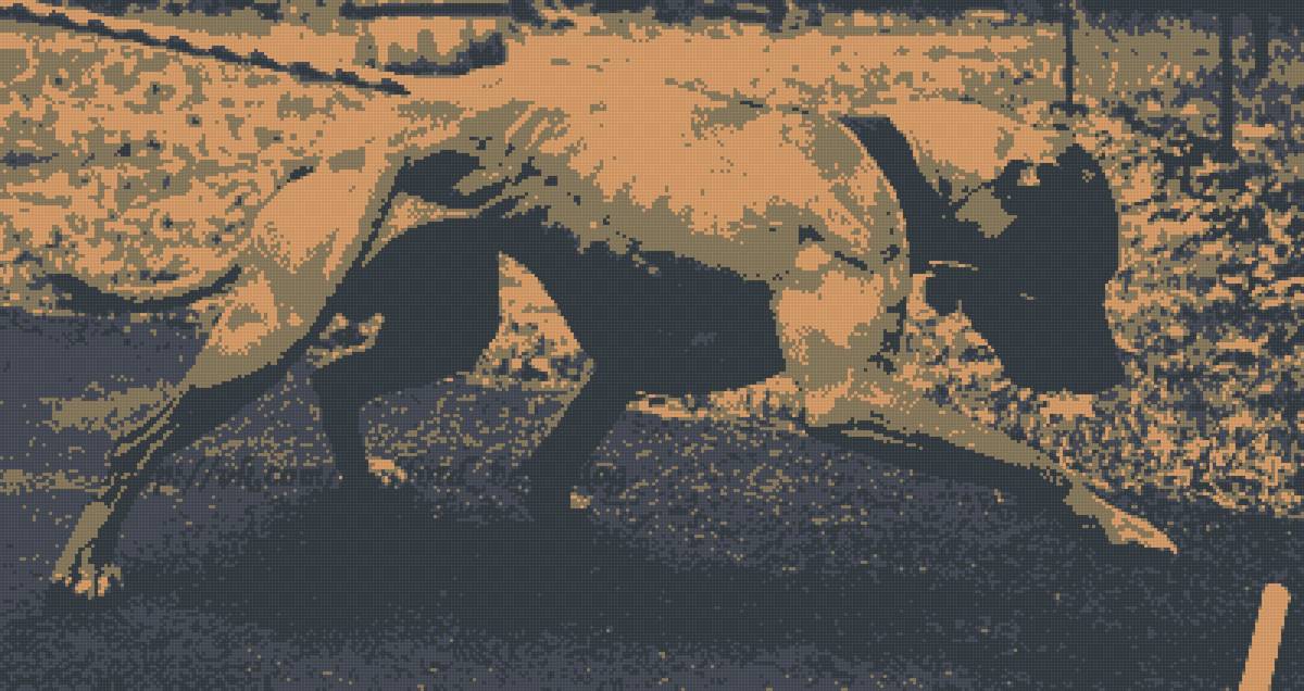 американский питбультерьер - собака, питбуль, животные, пит - предпросмотр