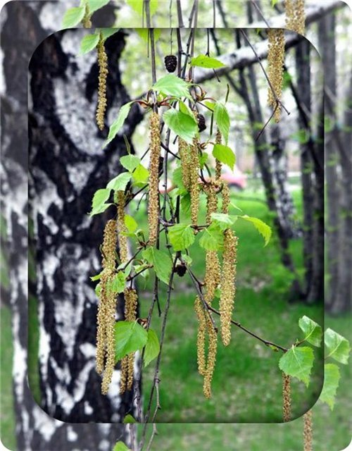 Береза - оригинал