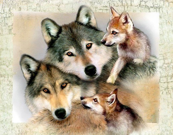 Счастливая семья - волки семья животные - оригинал