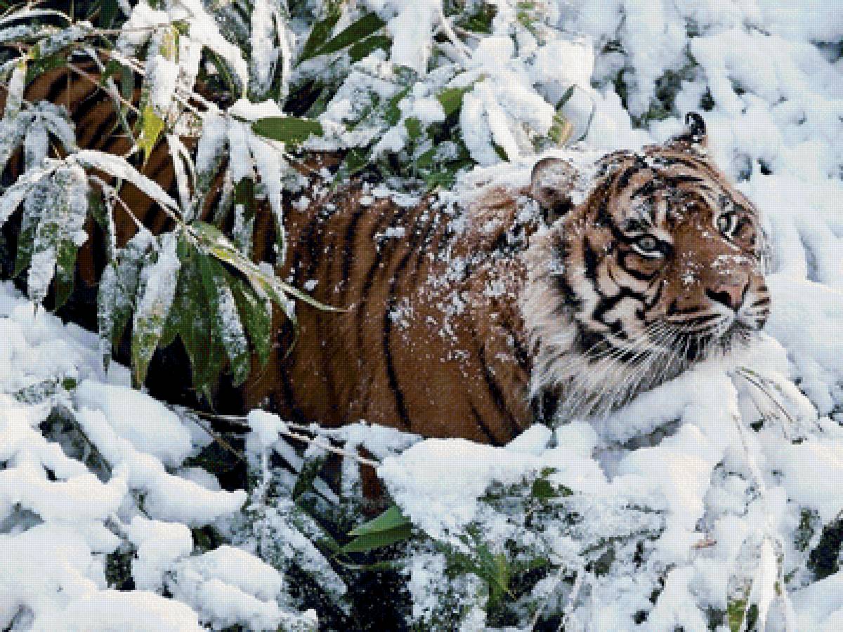 усурийский тигр - предпросмотр