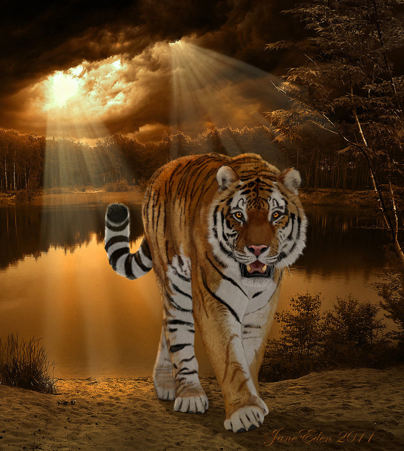 тигр - кошка, тигр, природа, закат, зверь - оригинал
