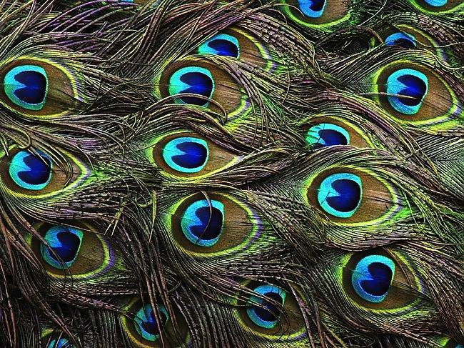 перо3 - оригинал