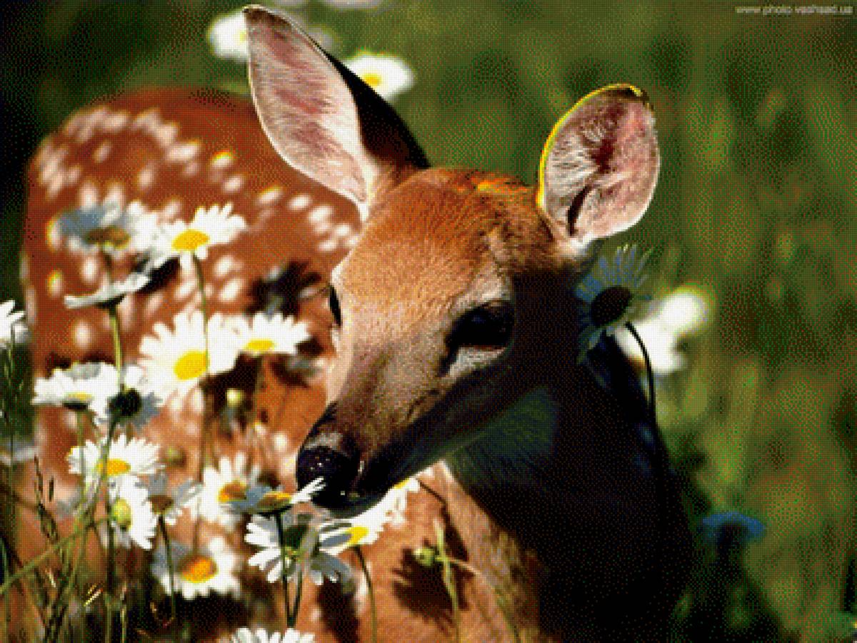 олененок в ромашках - природа, цветы, олененок, животные, ромашки - предпросмотр