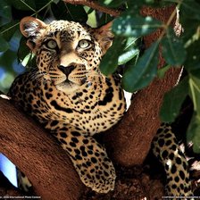 Схема вышивки «Притаился»