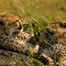 Схема вышивки «Красавчики отдыхают»