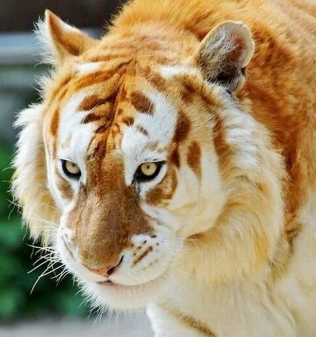 Обалденный тигр - тигр, животные, красавец, природа - оригинал