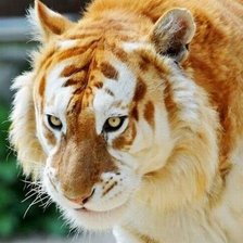 Обалденный тигр