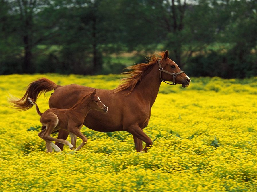 лошади - животные, лошади, природа, мама с детенышем - оригинал