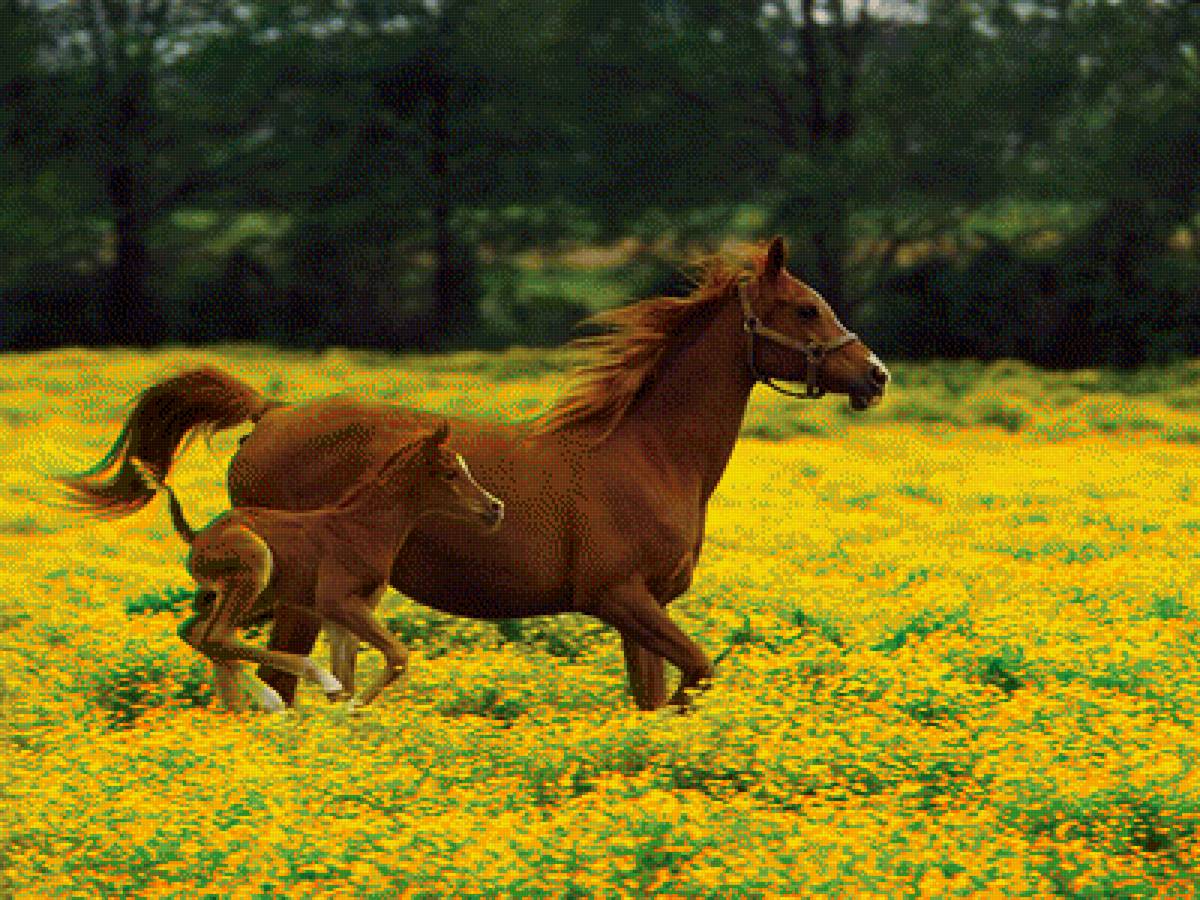 лошади - природа, лошади, мама с детенышем, животные - предпросмотр