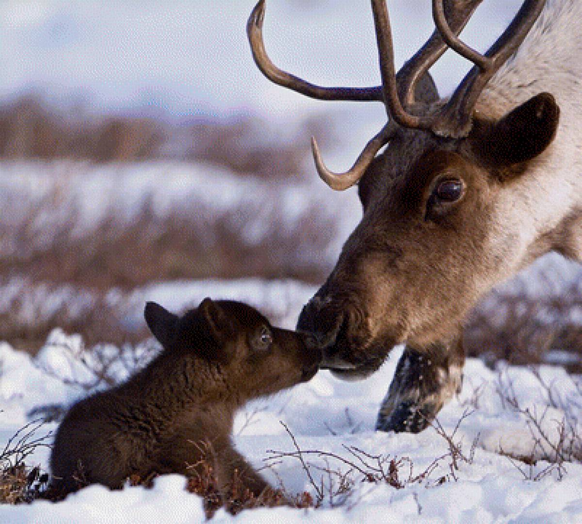 олень с олененком - природа, олени, семья, животные - предпросмотр