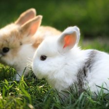 милые кролики