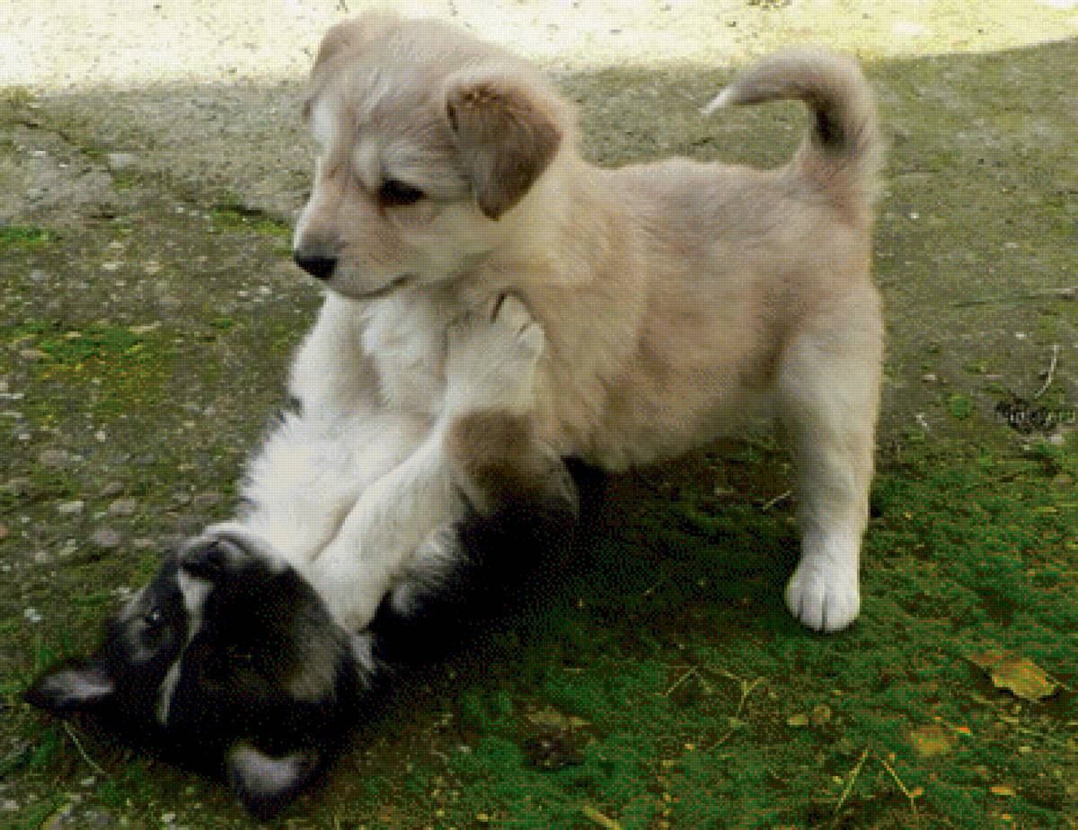 щенки - природа, малыши, животные, щенки - предпросмотр