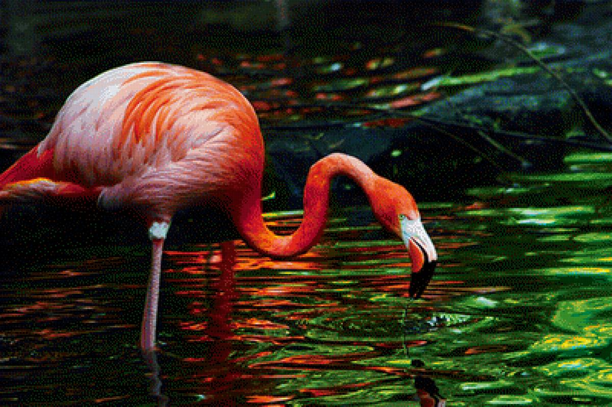 Красивейшие животные планеты. Фламинго. Красота животных. Самые красивые животные. Самые красивые животные на планете.