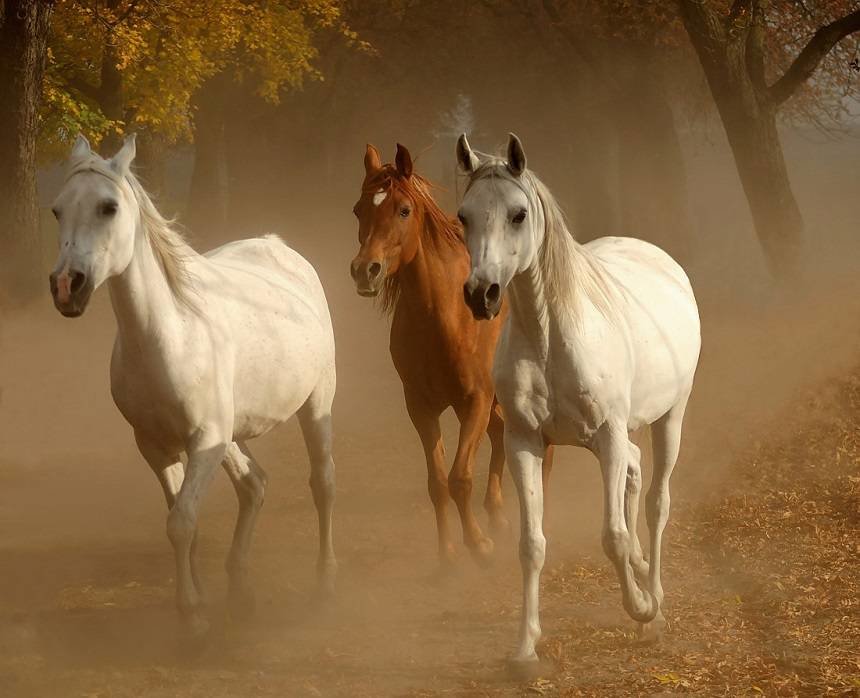 №1253712 - лошади, животные - оригинал