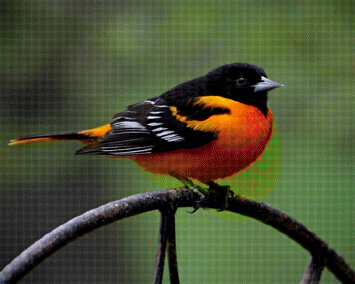 Птичка - птица, природа - предпросмотр