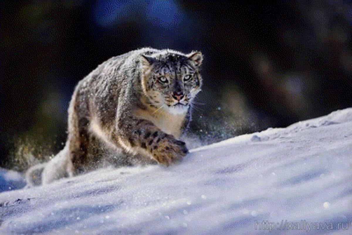 забег - снег, природа, дикая кошка, бег, животные - предпросмотр