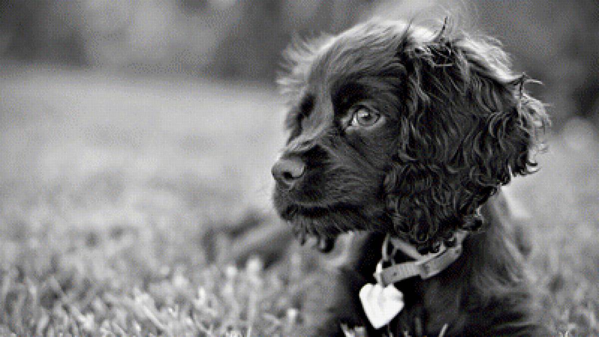 песик - пес, природа, животные, монохром - предпросмотр