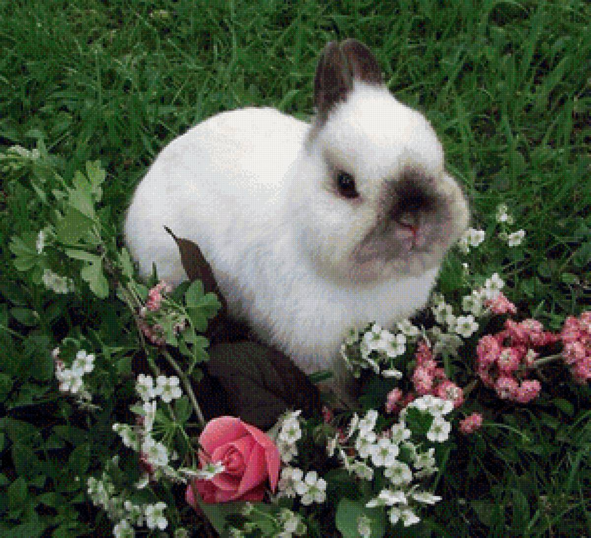 Милый кролик - пушистик, животное - предпросмотр