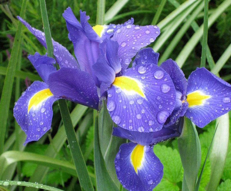 ирисы, цветы - оригинал