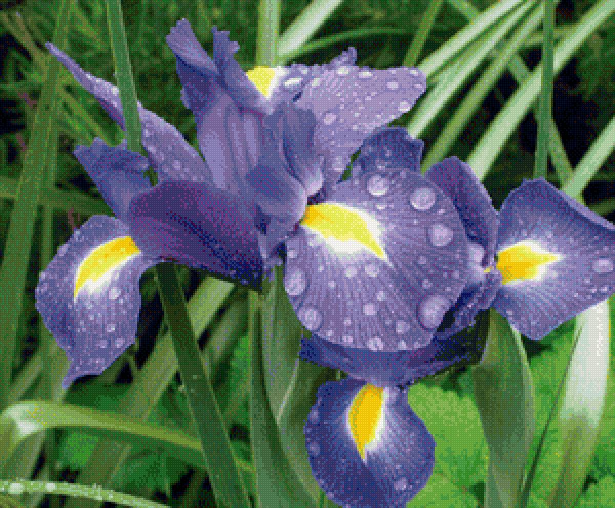 ирисы, цветы - предпросмотр
