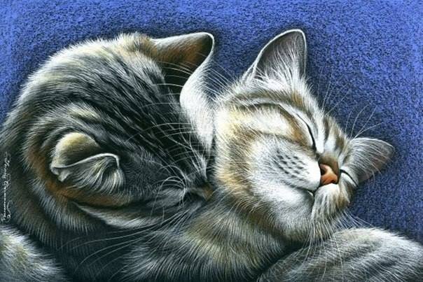 котики - коты, котята - оригинал