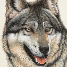 Оригинал схемы вышивки «волк» (№1256057)