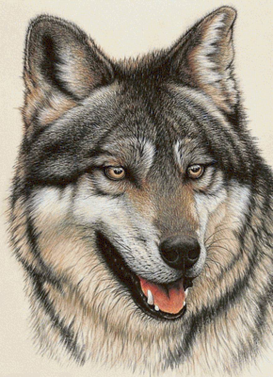 волк - хищники, волк, волки - предпросмотр