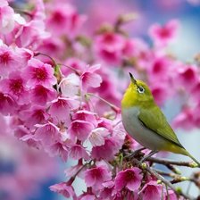 Схема вышивки «сакура»