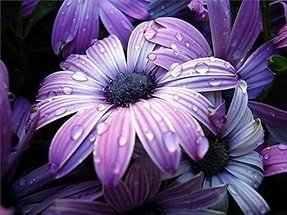 ФИОЛЕТОВЫЕ РОМАШКИ - оригинал